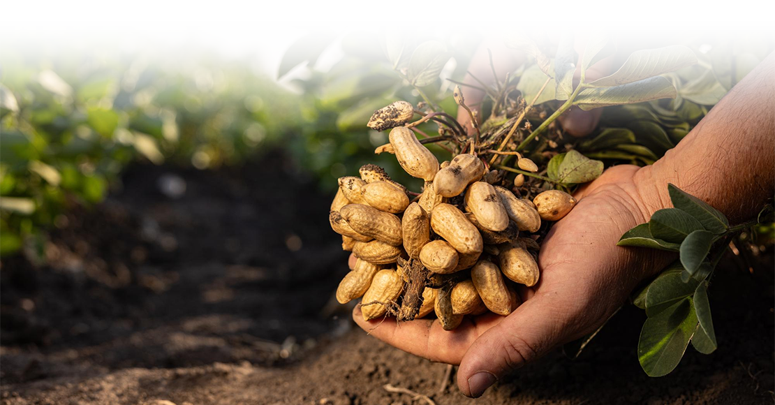 Zengana Arašídy pražené & solené